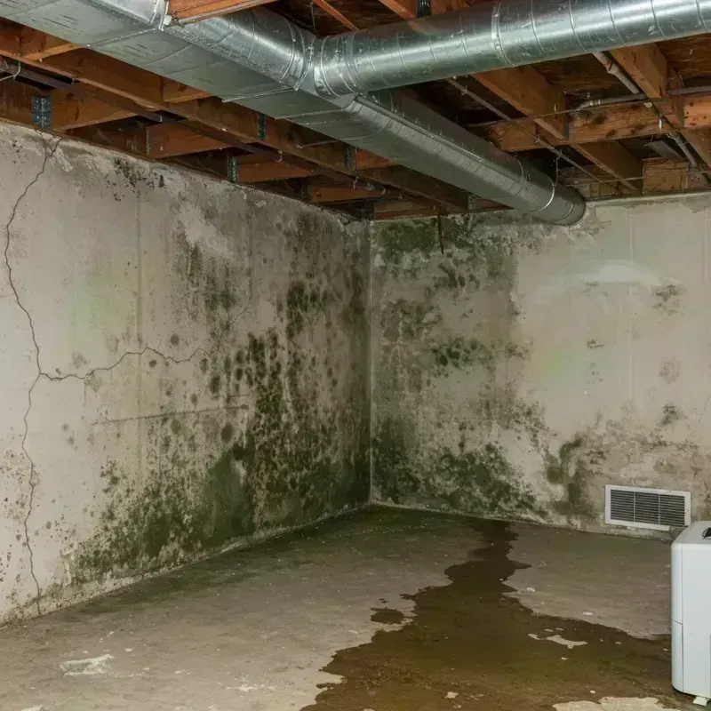 Professional Mold Removal in Genesee, CO